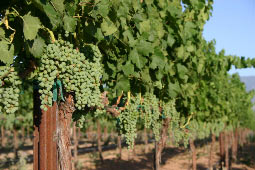 Alcantara Vineyard grapes