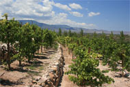 Alcantara Vineyards in the Verde Valley