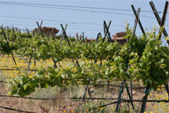 A private vineyard in Cornville producing Barbera