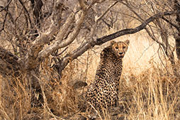 Photo of cheetah in Africa by Greg Lawson