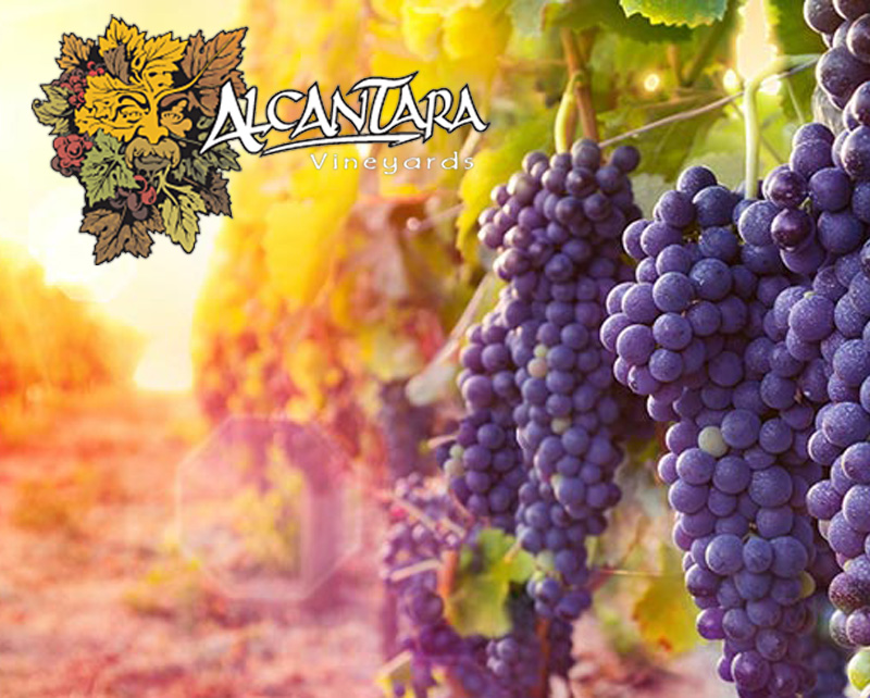 Alcantara Vineyards