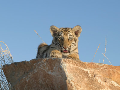 Baby tiger at Out of Africa Wildlife Park